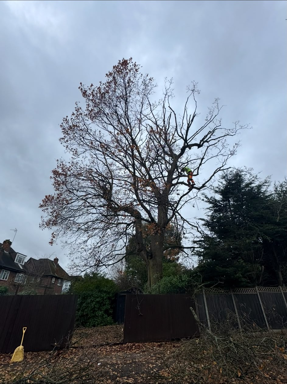 Arborist working high in a mature oak